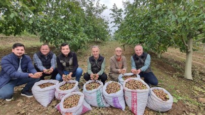 CEVİZ HASADI YÜZLERİ GÜLDÜRÜYOR