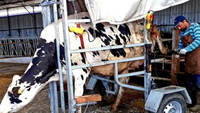 DSYB İŞLETMELERDE TIRNAK BAKIMI BAŞLIYOR