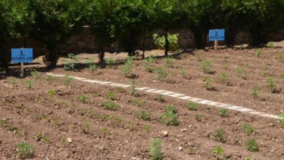 EKOLOJİK TARIM ÇALIŞMALARI İNCELENDİ