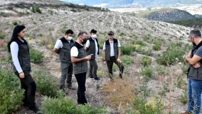 ENDÜSTRİYEL ORMAN DOĞAL ORMANLARIN SİGORTASI OLACAK