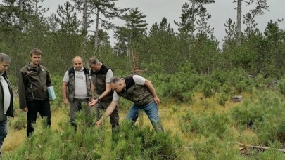 GENÇ ORMANLAR COŞARAK BÜYÜYOR