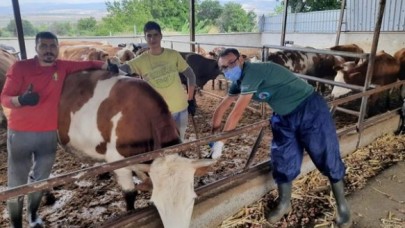 GÖYNÜCEK ETÇİL MELEZLEME PROJESİ DEVAM EDİYOR