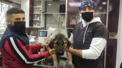 HAVLADI DİYE KÖPEĞİ VURDU