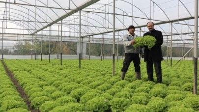 İL MÜDÜRÜ GÖKTEKİN SERA DA İNCELEMELERDE BULUNDU