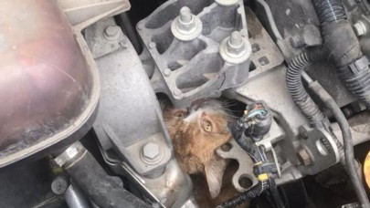 İTFAİYECİLERDEN ‘KEDİ  KURTARMA’ OPERASYONU