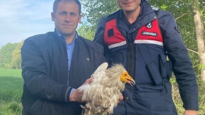 Jandarmanın Bulduğu Akbaba Tedavi Altına Alındı