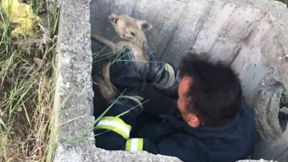 KANALA DÜŞEN TİLKİ’Yİ İTFAİYE EKİPLERİ KURTARDI