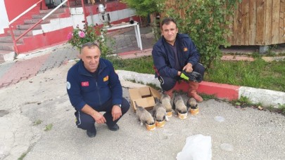 KANALA DÜŞEN YAVRU KÖPEKLER KURTARILDI