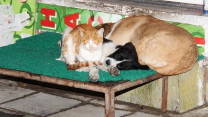 KEDİ VE KÖPEKLERİN DOSTLUĞU DİKKAT ÇEKTİ