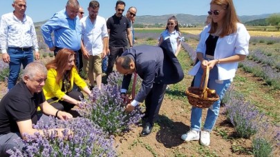 LAVANTA HASAT ŞENLİĞİ DÜZENLENDİ