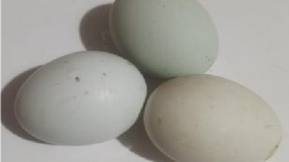 MAVİ YUMURTA GÖRENLERİ ŞAŞIRTTI