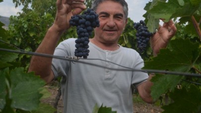 "MERZİFON KARASI" İLE BAĞCILIĞI GELİŞTİRMEK İÇİN ÇALIŞIYORLAR