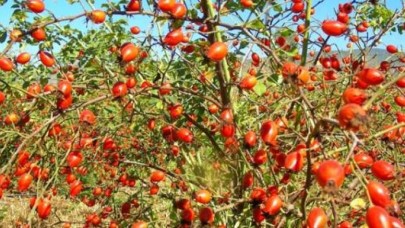 ÖN TALEP BAŞVURULARI BAŞLADI