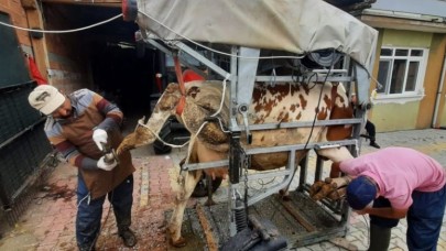 PERİYODİK TIRNAK BAKIMLARI DEVAM EDİYOR