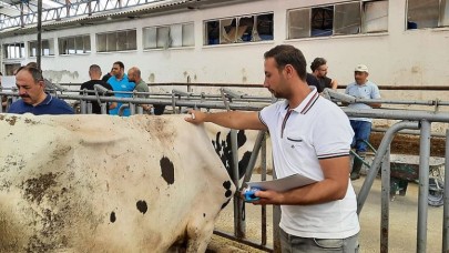 SIĞIRLARDA SINIFLANDIRMA ÇALIŞMALARINA BAŞLANILDI