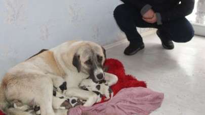 SOKAKTA DOĞUM YAPAN KÖPEK VE YAVRULARINA ESNAF SAHİP ÇIKTI