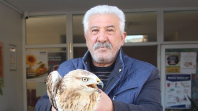 TAŞOVA İLÇESİNDE YARALI BULUNAN ŞAHİN KORUMAYA ALINDI