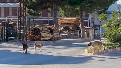 VELİLERİN KÖPEK İSYANI