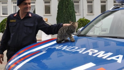 YARALI KEDİYE JANDARMA SAHİP ÇIKTI