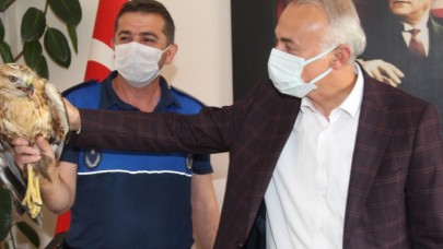 YARALI KIZIL ŞAHİN TEDAVİ ALTINA ALINDI