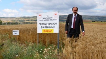 YERLİ VE MİLLİ TOHUMLAR AMASYA'DA YEŞERİYOR
