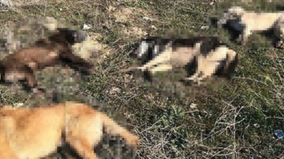 ZEHİRLENEREK Mİ ÖLDÜRÜLDÜLER?