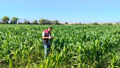 Suluova’da Yem Bitkilerinde Fenolojik Gözlemler Yapıldı