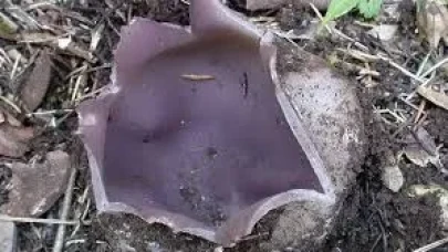 Aynı aileden 7 kişi yedikleri mantardan zehirlendi