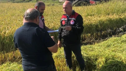 Taşova’da Çeltik Hasadı Başladı