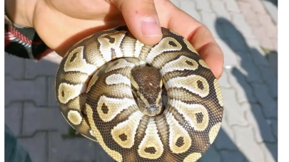 Şaşkınlık Yaratan Olay: Cebinden Yılan Çıktı!