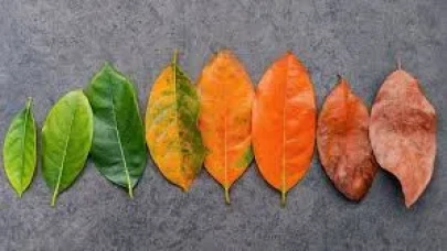 Rüyada Yaprak Görmek Ne Anlama Gelir?