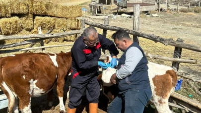 Çaybaşı’nda Brusella Aşısı