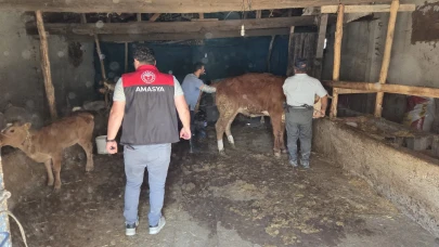 Göynücek’te Damızlık Hayvan Teslimi Gerçekleştirildi
