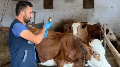Amasya’da Şap Aşısı Uygulamaları Aralıksız Devam Ediyor