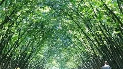 63 yatırımcıya fındık hasat filesi hibesi