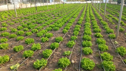 Taşova’da TAKE Projesi Kapsamında Hıyar ve Marul Üretimi Denetlendi