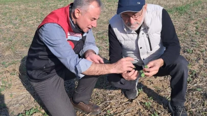 Hamamözü’nde Kanola Üretim Sahaları Kontrol Edildi