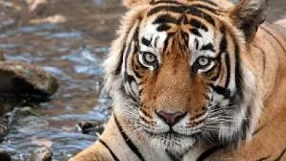 RÜYADA KAPLAN GÖRMEK NE ANLAMA GELİYOR?