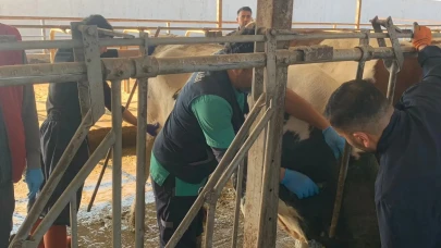 Merzifon’da Ari İşletme Kontrolleri