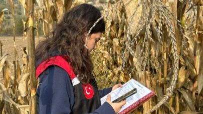 Göynücek’te Hasat Mesaisi Başladı