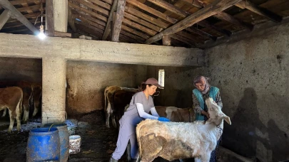 Hayvan Sağlığında Yoğun Mesai: Gümüşhacıköy’de Aşılama Seferberliği