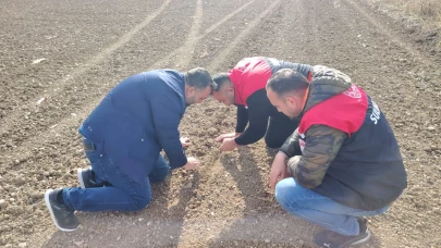 Suluova Kurnaz Köyünde Buğday Ekim Kontrolü