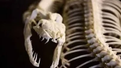 Rüyada Kaburga Görmek Ne Anlama Gelir? Güç, Aile Bağları ve İçsel Dayanıklılığın Simgesi