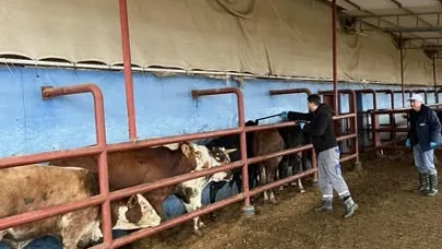 Merzifon’da Hayvan Sağlığı İçin Saha Çalışması