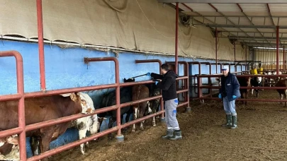 Merzifon’da Sığırlara Karantina
