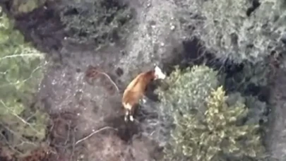 Amasya’da Kayıp Büyükbaş Bulundu