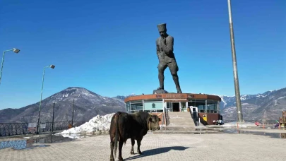 Boğasını güreşlere hazırlıyor