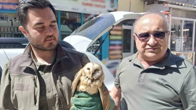 Kargaların saldırdığı yaralı peçeli baykuş koruma altında