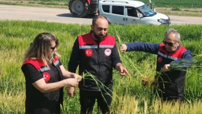 Amasya’da Tarım Zarar Görmesin Diye Yoğun Mesai!