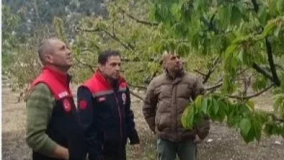 Amasya’da Zirai Don Alarmı! Tarım Alanlarında Hasar Tespiti Sürüyor